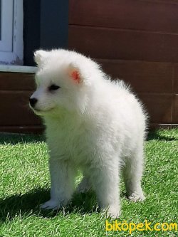 Samoyed Yavruları 3