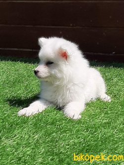 Samoyed Yavruları 2