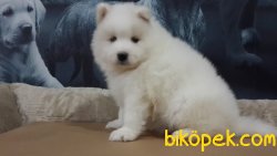 Samoyed Yavruları 2