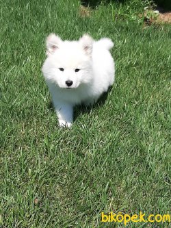 Samoyed Yavruları 4