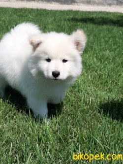 Samoyed Yavruları 2