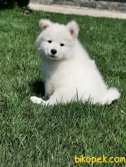 Samoyed Yavruları 1