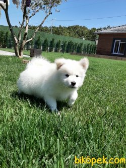 Samoyed Yavruları 5