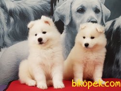 SAMOYED YAVRULARI 3