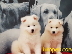 SAMOYED YAVRULARI 2
