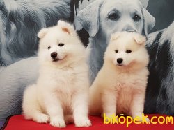 SAMOYED YAVRULARI 1