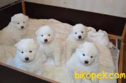 SAMOYED YAVRULARI 1