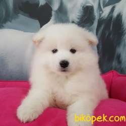 Samoyed Yavruları 1