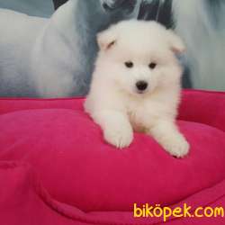 Samoyed Yavruları 2