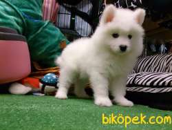 SAMOYED YAVRULARI 4