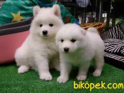 SAMOYED YAVRULARI 3