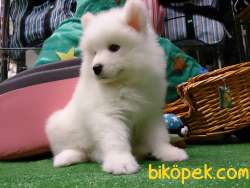 SAMOYED YAVRULARI 2