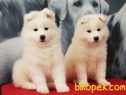 SAMOYED YAVRULARI 1
