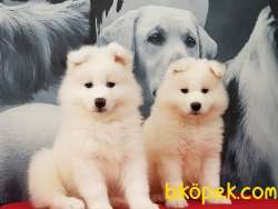 SAMOYED YAVRULARI 4