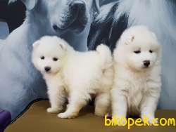 SAMOYED YAVRULARI 3