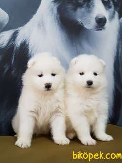 SAMOYED YAVRULARI 1