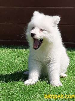 SAMOYED YAVRULARI 2