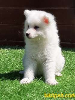 SAMOYED YAVRULARI 4