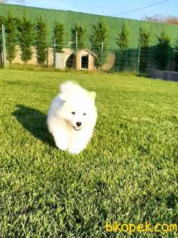 SAMOYED YAVRULARI 5
