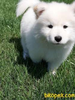 SAMOYED YAVRULARI 2
