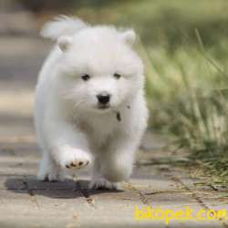 Samoyed Yavruları 1