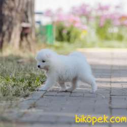 Samoyed Yavruları 2