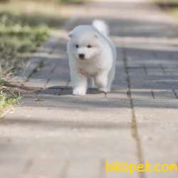 Samoyed Yavruları 4