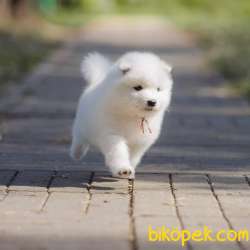 Samoyed Yavruları 3