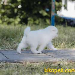 Samoyed Yavruları 5
