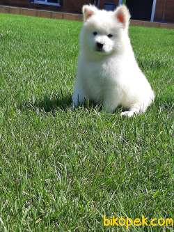 SAMOYED YAVRULARI A KALITE 5