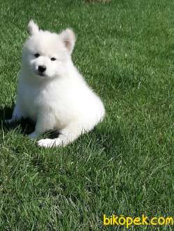 SAMOYED YAVRULARI A KALITE 4