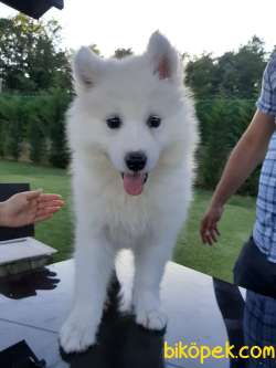 SAMOYED YAVRULARI  A KALITE 2