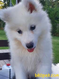 SAMOYED YAVRULARI  A KALITE 3