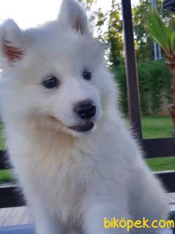 SAMOYED YAVRULARI  A KALITE 1