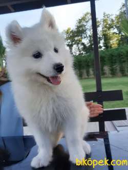 SAMOYED YAVRULARI  A KALITE 4