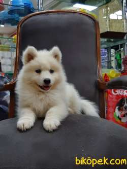 SAMOYED YAVRULARI  A KALITE 3