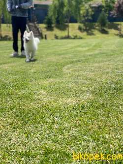 SAMOYED YAVRULARI  A KALITE 4