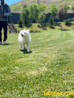 SAMOYED YAVRULARI  A KALITE 3