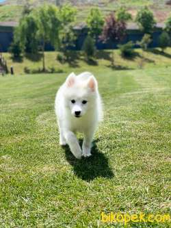 SAMOYED YAVRULARI  A KALITE 1
