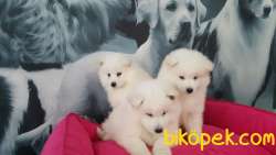 A KALİTE SAMOYED YAVRULARI  ÇİFTLİKTEN 3