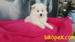 A KALİTE SAMOYED YAVRULARI  ÇİFTLİKTEN 4