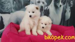 A KALİTE SAMOYED YAVRULARI  ÇİFTLİKTEN 2