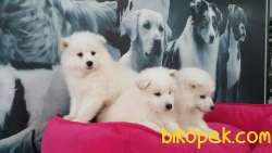 A KALİTE SAMOYED YAVRULARI  ÇİFTLİKTEN 1