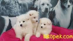 A KALİTE SAMOYED YAVRULARI  ÇİFTLİKTEN 5