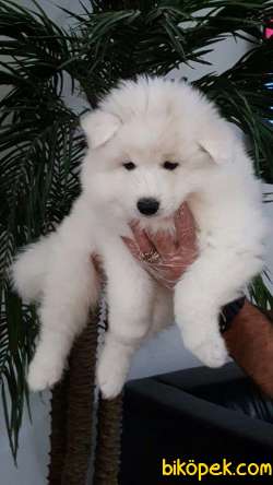 SAMOYED YAVRULARI  ÇİFTLİKTEN 5