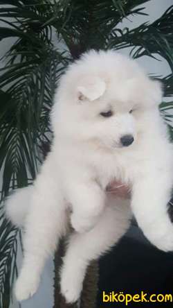 SAMOYED YAVRULARI  ÇİFTLİKTEN 3
