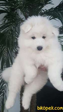 SAMOYED YAVRULARI  ÇİFTLİKTEN 1