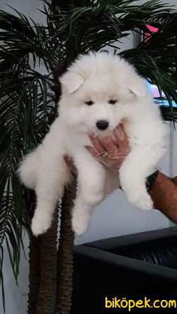 SAMOYED YAVRULARI  ÇİFTLİKTEN 4
