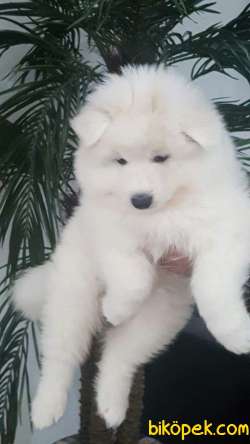 SAMOYED YAVRULARI  ÇİFTLİKTEN 2