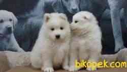 SAMOYED YAVRULARI ÇİFTLİKTEN 2